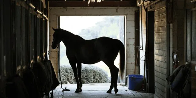 【NHKマイルC予想2021】勢いのあるモーリス産駒、初のG1制覇なるか？