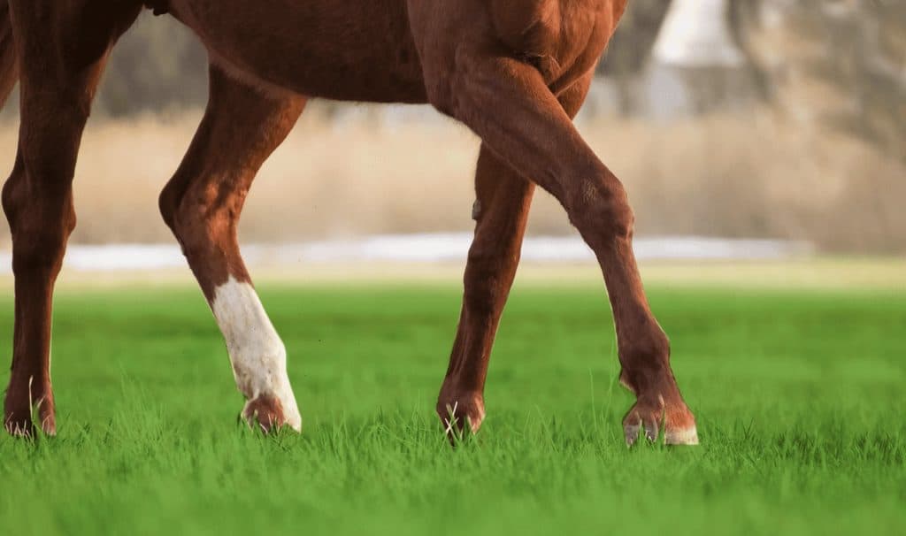 朝日杯FS・2着のミュージアムマイルは弥生賞へ、距離延長はプラス