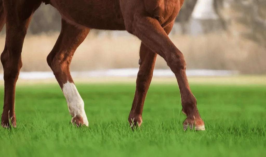 朝日杯FS・2着のミュージアムマイルは弥生賞へ、距離延長はプラス