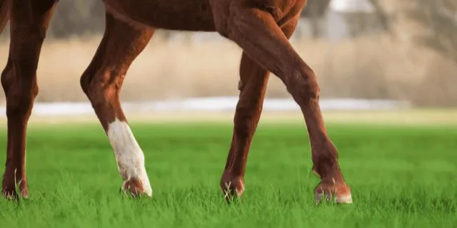 朝日杯FS・2着のミュージアムマイルは弥生賞へ、距離延長はプラス