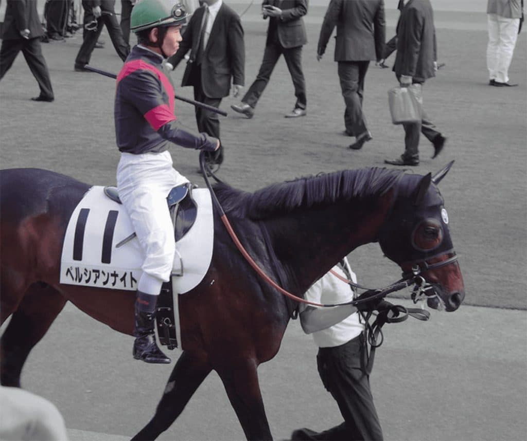 G1馬ペルシアンナイト、東京で誘導馬として堂々デビュー