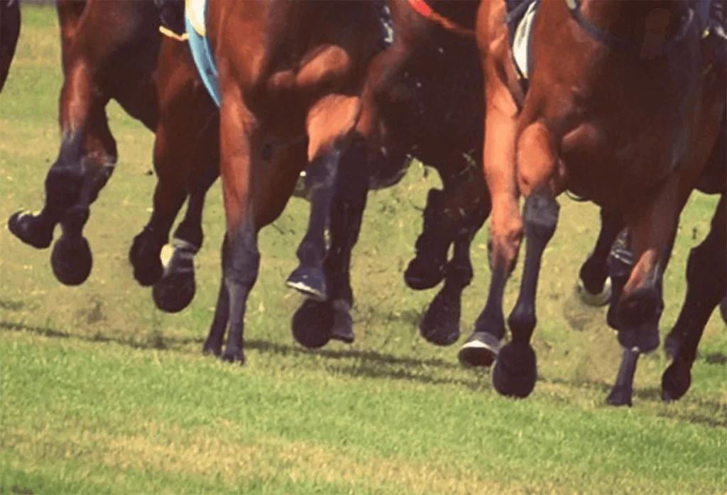 【ターコイズステークス予想2025】波乱の牝馬ハンデG3！チェルビアットやビップデイジーなど出走予定馬を考察