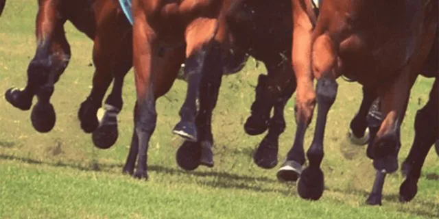 【ターコイズステークス予想2025】波乱の牝馬ハンデG3！チェルビアットやビップデイジーなど出走予定馬を考察