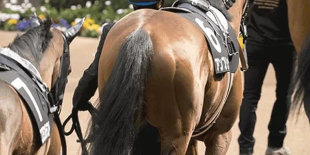 【高松宮記念2020予想】最終追い切り・調教内容が高評価の馬トップ3は？