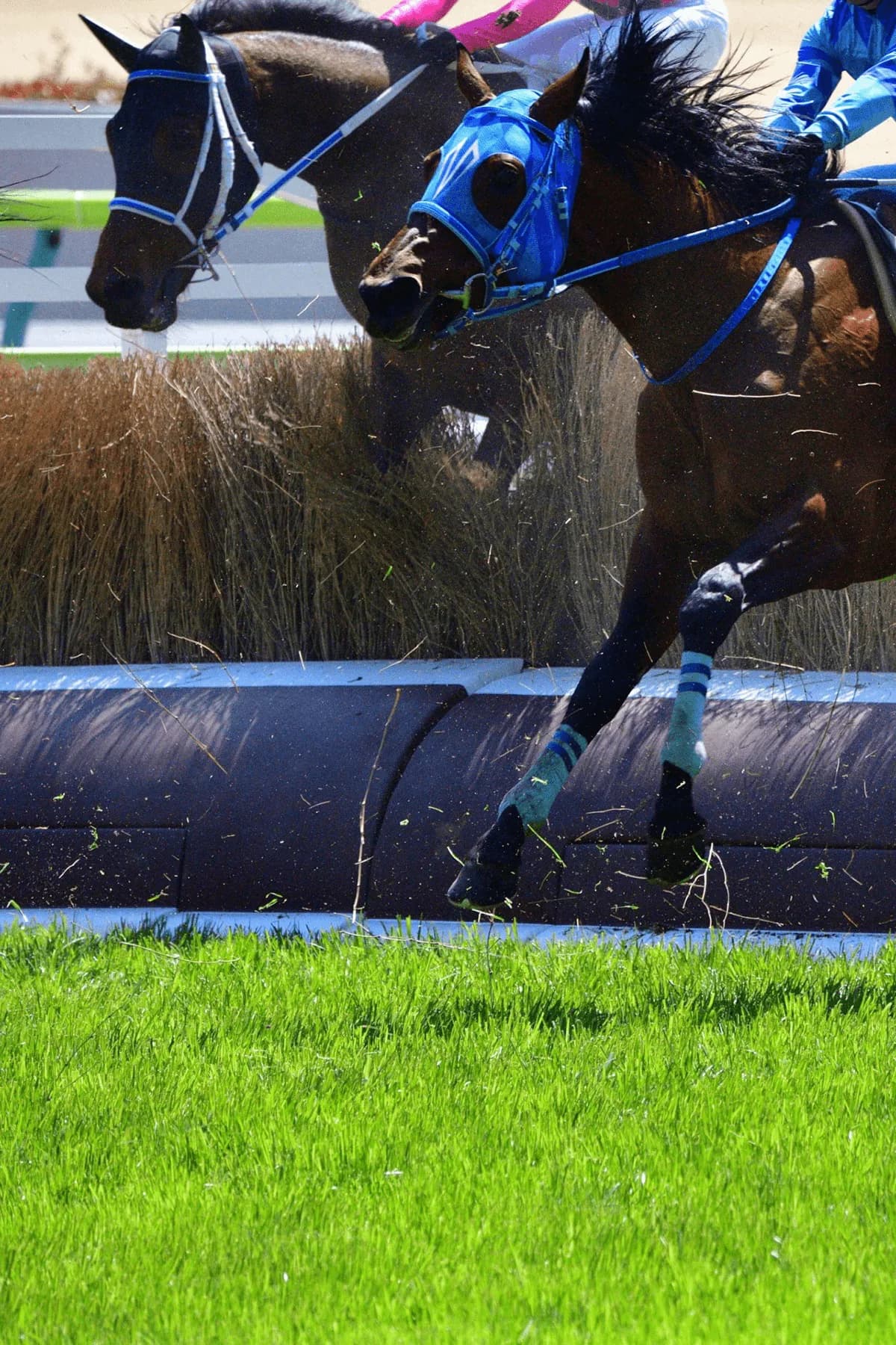 【中山グランドJ予想2020】雨でスタミナ勝負であれば、メドウラークに逆転の可能性あり!
