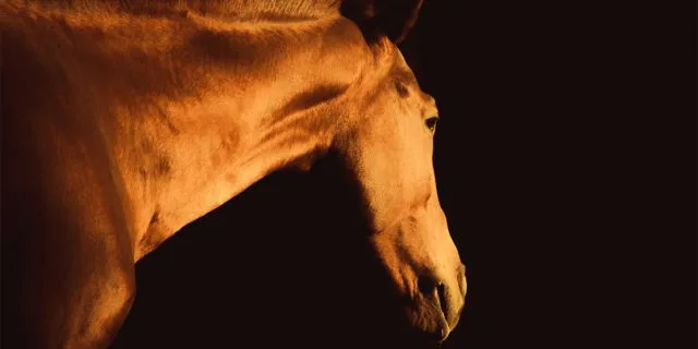 【日経新春杯2026予想】狙い目はコーチュラバレー、格上挑戦でも好条件揃った