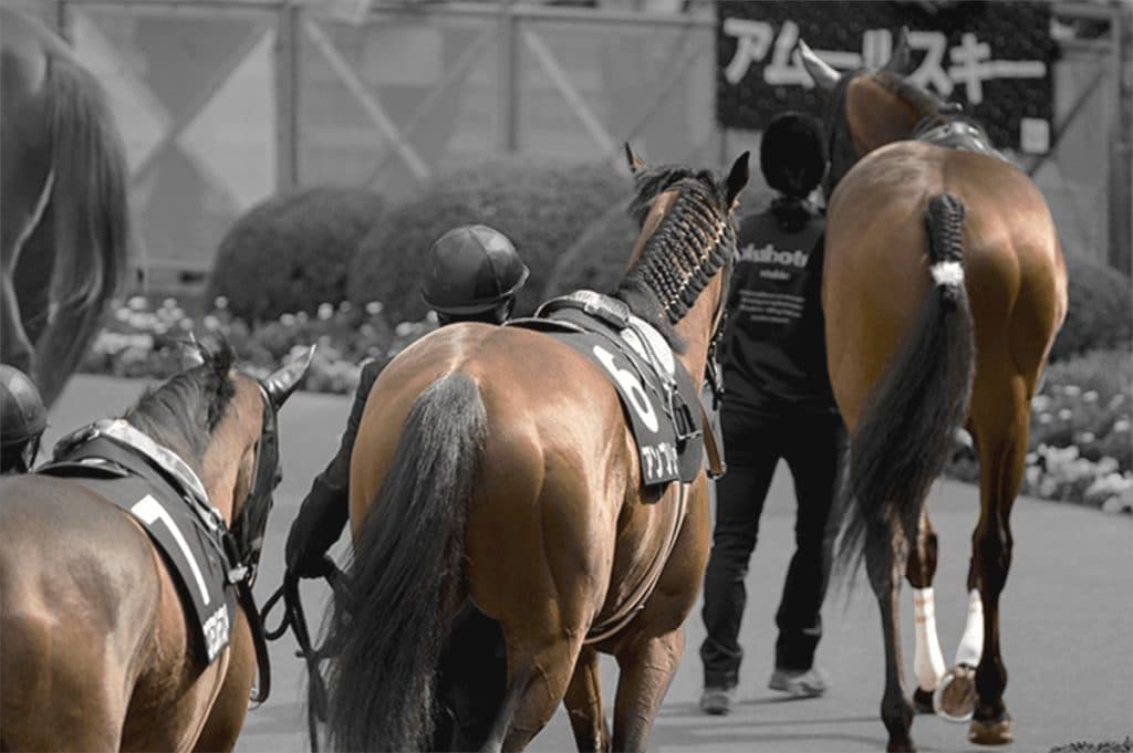 【JRA新潟大賞典2025予想】過去データ・傾向から見える4頭の狙い目とは？