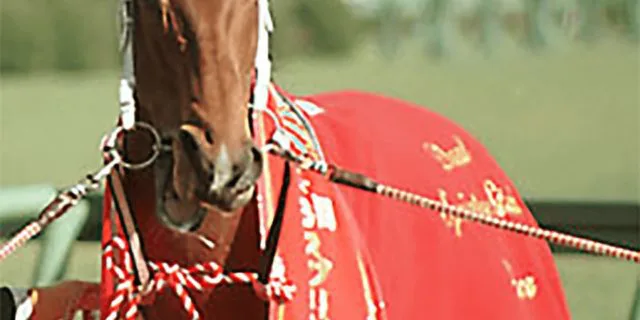 サクラバクシンオー直系を後世につなぐ希望の星、ビッグアーサー日高で大人気