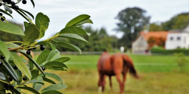 【JRA】サンライズノヴァ＆ジャンダルム、新ひだか町のアロースタッドに到着