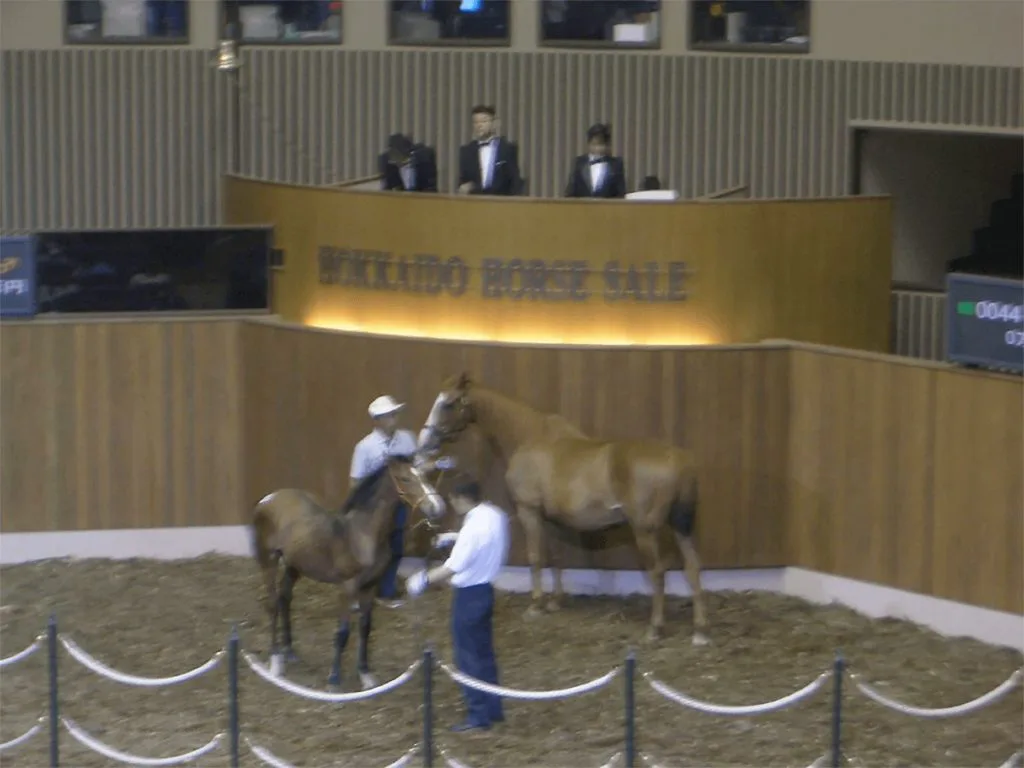 【JRA】セレクトセール開幕戦はキタサンブラック祭り！産駒5頭すべてが億超え