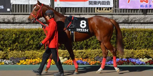 マテラスカイが亡くなる、腸捻転のため