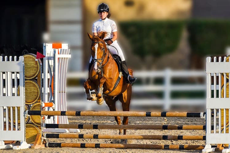 オリンピックの馬術と競馬の違いは？