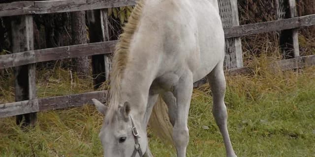 ビワハヤヒデが老衰で死亡、30歳