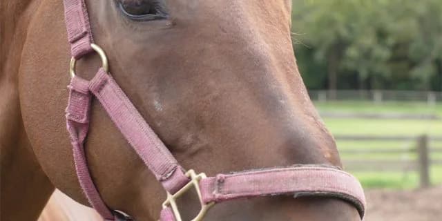 マチカネフクキタル亡くなる、1997年の菊花賞馬