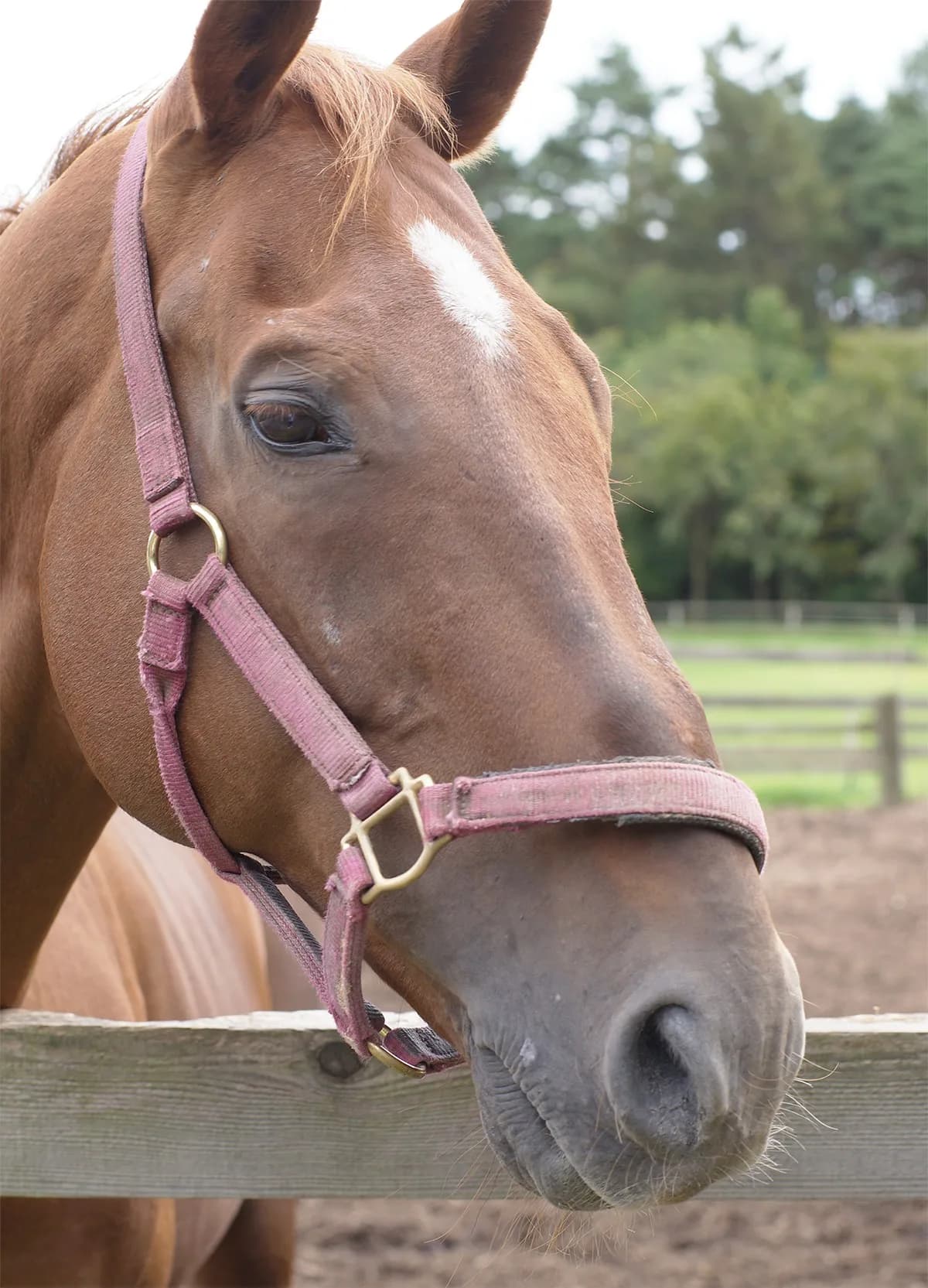 マチカネフクキタル亡くなる、1997年の菊花賞馬