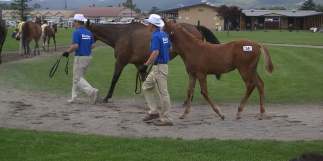 要注目の良血馬が目白押しのセール、まもなく開幕