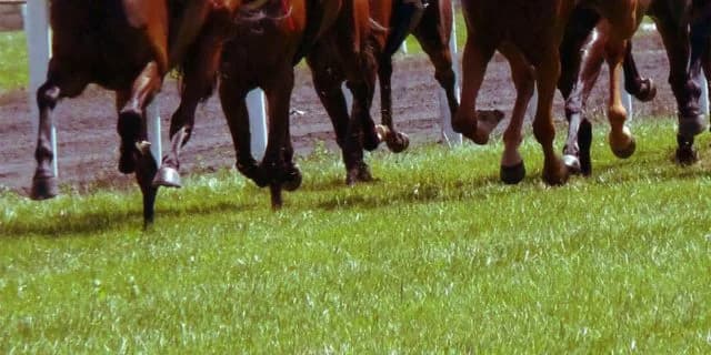 【忘れな草賞2024予想】オークスへ万全を期すなら必勝の構えで臨みたい一戦