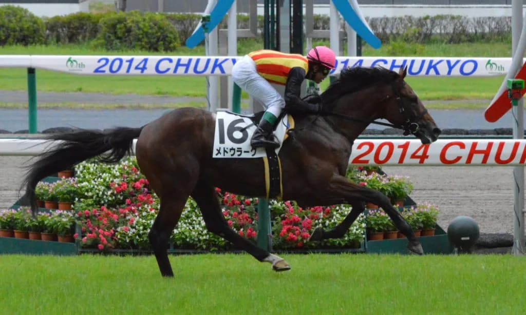 2018年七夕賞を制し、障害界でも活躍したメドウラークが引退