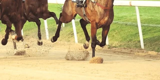 【舞鶴ステークス予想2026】4歳馬中心のメンバー構成も、注目は5歳馬