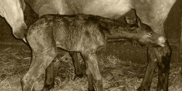 【ばんえい競馬】出走予定馬がレース前日に出産