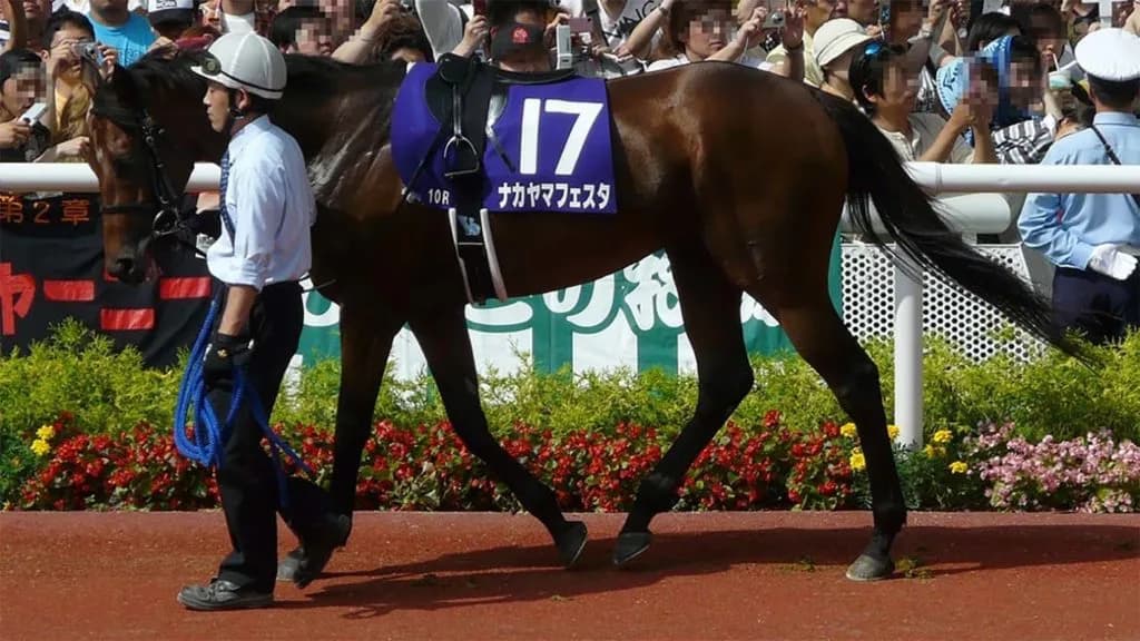 種牡馬引退から一転再評価のナカヤマフェスタ