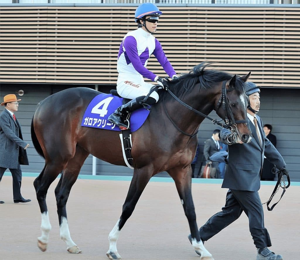 ガロアクリークが引退、今後は乗馬に