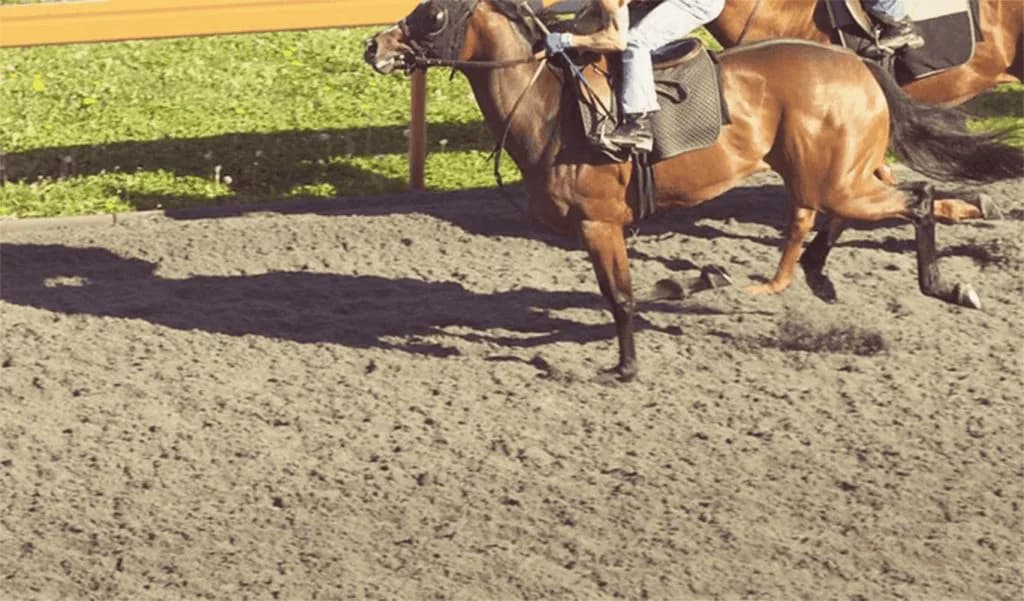 【サウジアラビアRC予想2020】最終追い切り・調教内容が高評価の馬トップ3は？