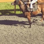 【府中牝馬S追い切り2026】上積みを感じた好調馬ベスト3、一変ムード漂う実力馬も！