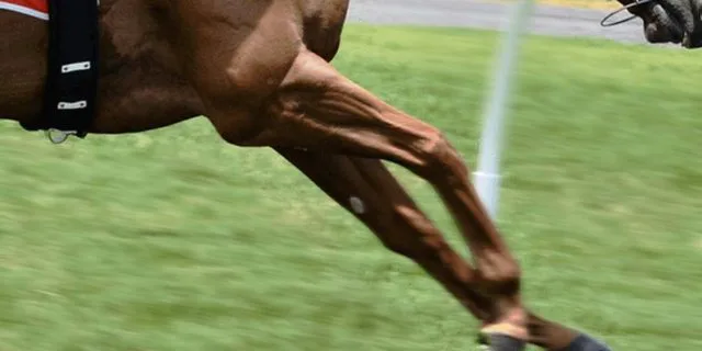 JRA日経新春杯（2021）は“先行抜け出し”が出来る馬を狙え！