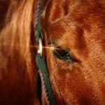 【ジュニアC予想2026】地方から再度参戦のコスモギガンティアの巻き返しに期待！