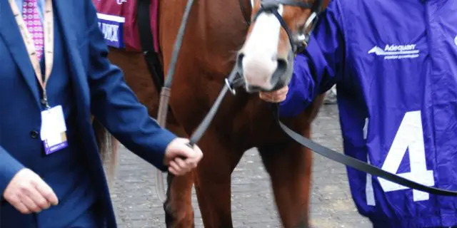 アンソニーヴァンダイク安楽死、メルボルンCで競走中止