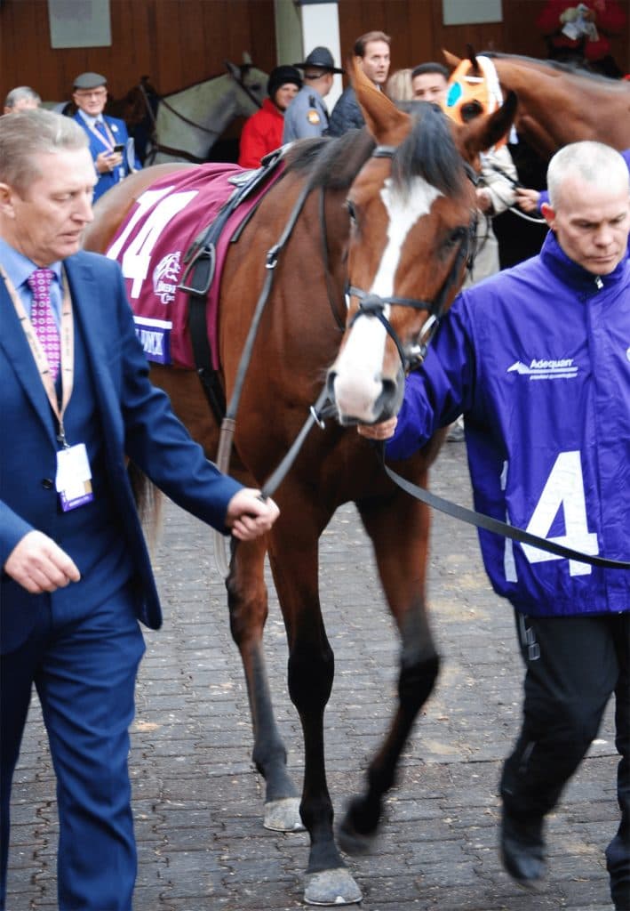 アンソニーヴァンダイク安楽死、メルボルンCで競走中止