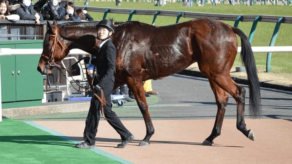 【チャンピオンズC予想2020】秋古馬G1総ナメ中のルメール騎手、今週も勝てるか？
