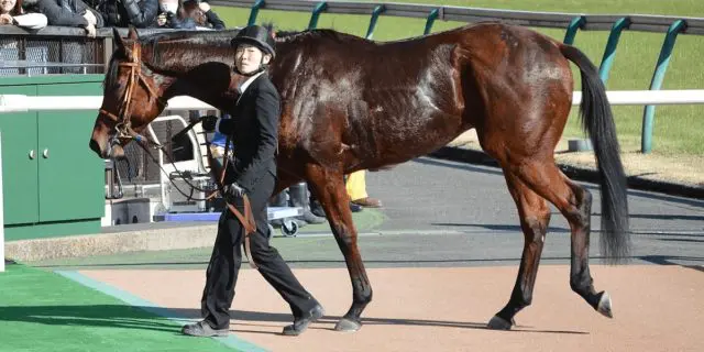 【チャンピオンズC予想2020】秋古馬G1総ナメ中のルメール騎手、今週も勝てるか？