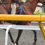 【東京スポーツ杯2歳ステークス2025予想】最終追い切り・調教内容が高評価の馬トップ3は？