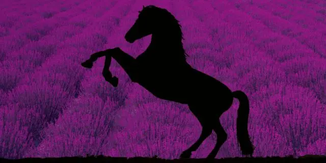 【黄菊賞2020予想】紅一点クインズラベンダー、良血馬を撃破できるか