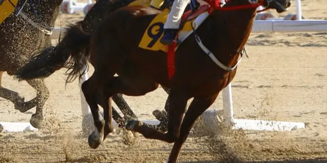 【東京大賞典2025予想】ミッキーファイトが最終追い切りで3頭併せ消化、上々の仕上がりアピール