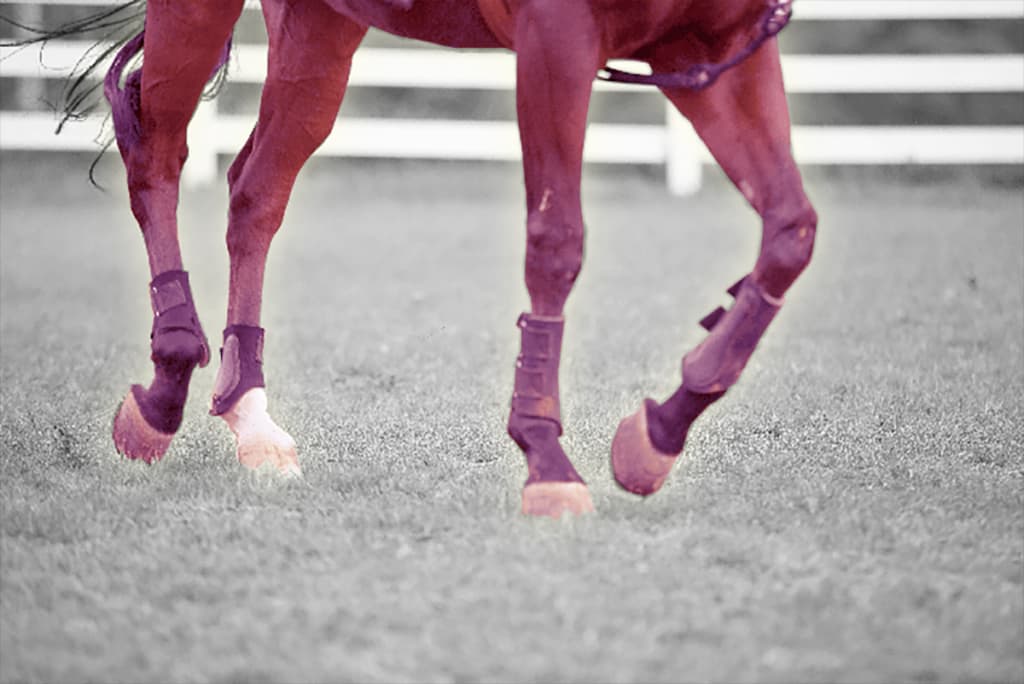 【阪神JF2025】アランカールが1週前追い切りで好調アピール、足元不安を一蹴