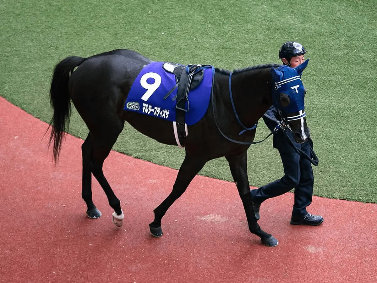 【阪神カップ2020予想】マルターズディオサ、距離短縮が吉となるか？