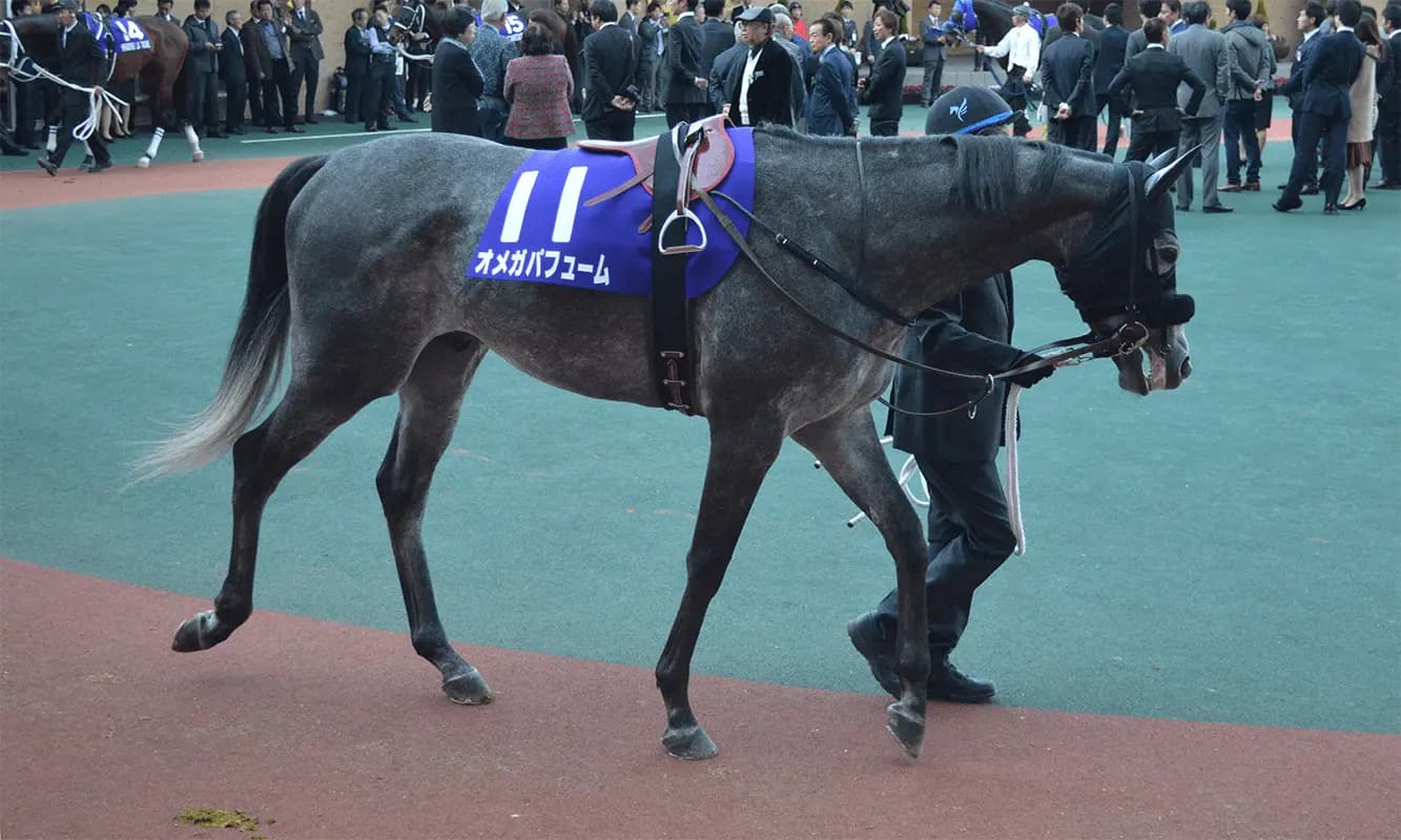 【東京大賞典2021予想】オメガパフュームに死角なし？