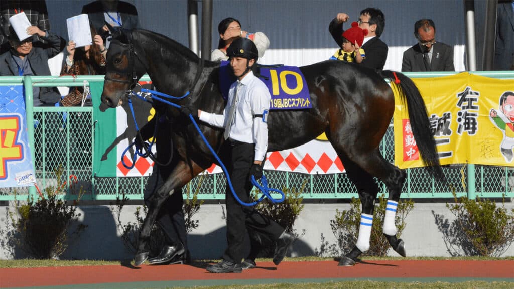 【東京盃2021予想】コパノキッキング✕C.ルメール、条件好転のここで勝負