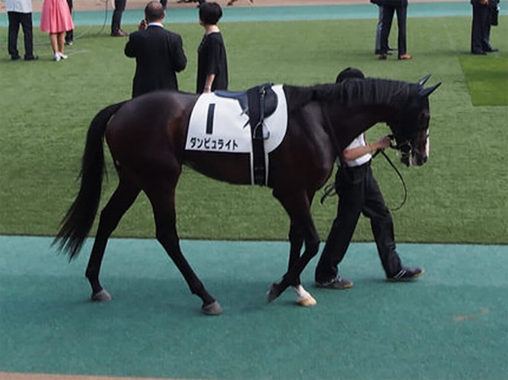 【京都記念2021予想】ダンビュライト、かつて制した舞台で復活Vなるか