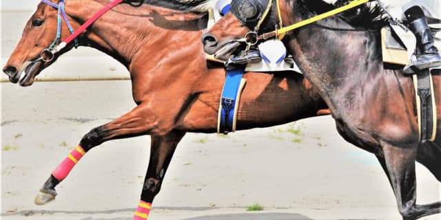 【京王杯2歳ステークス2025予想】最終追い切り・調教内容が高評価の馬3頭をピックアップ