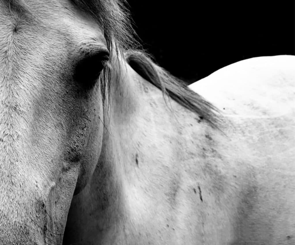 新たな白毛のヒーロー誕生か?アマンテビアンコが17日にデビュー