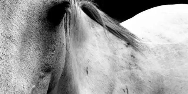 新たな白毛のヒーロー誕生か？アマンテビアンコが17日にデビュー