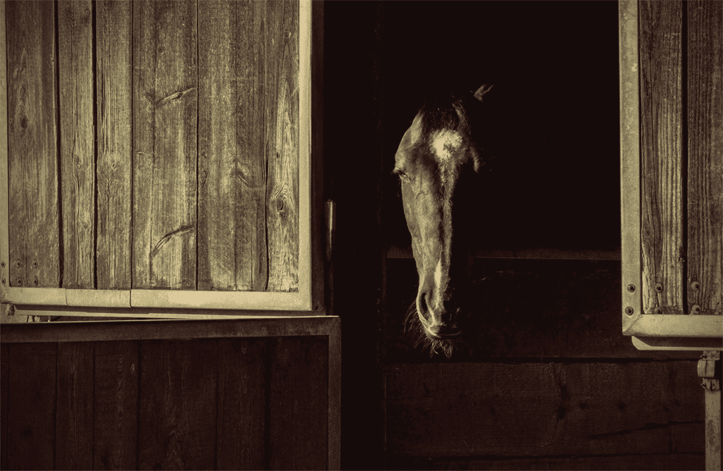 【宝塚記念2021】コントレイルは回避、大阪杯の疲れ抜けず