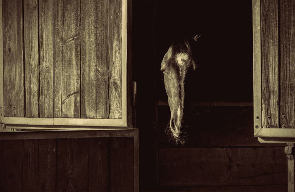 青葉賞の人気馬ダノンギャラクシーが出走取消、熱発のため