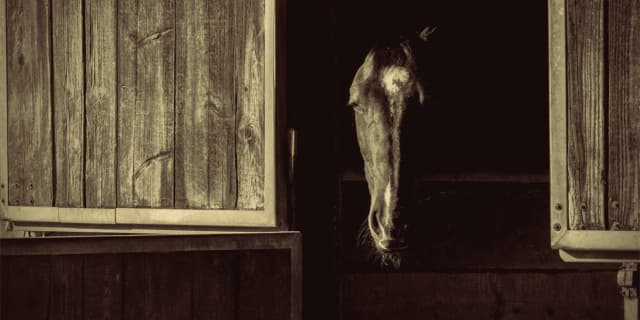 青葉賞の人気馬ダノンギャラクシーが出走取消、熱発のため