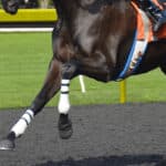 【日経新春杯2026予想】ゲルチュタールが1週前追い切りで万全アピール