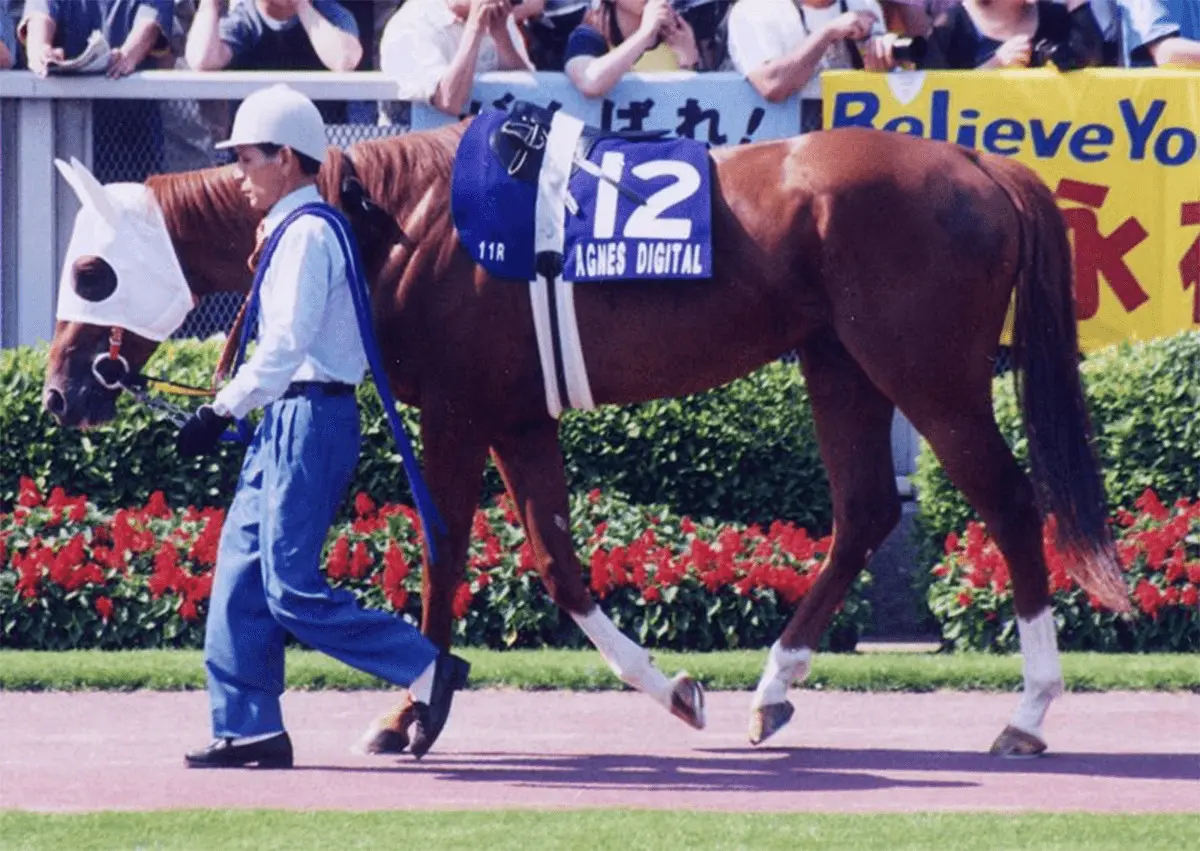 種牡馬引退したアグネスデジタル、十勝で功労馬へ